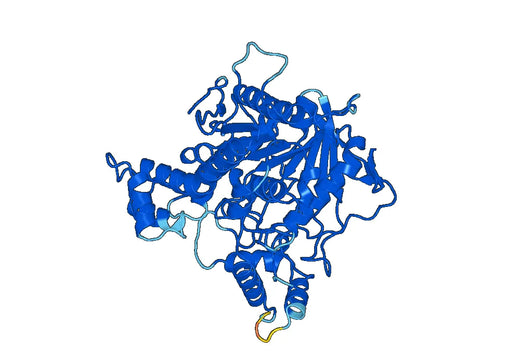 Recombinant Mouse ACHE Protein, N-His