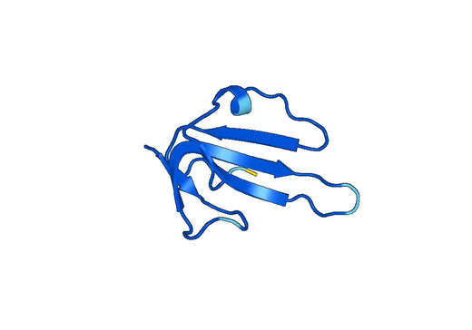 Recombinant Mouse ACVRL1 Protein, N-His-SUMO