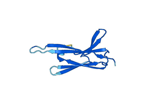 Recombinant Mouse ASAH2 Protein, N-His