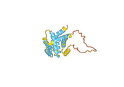 Recombinant Mouse BID Protein, N-His
