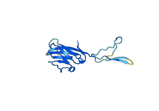 Recombinant Mouse BTNL10 Protein, N-His
