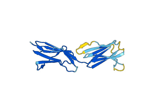 Recombinant Mouse CD135/FLT3 Protein, N-His