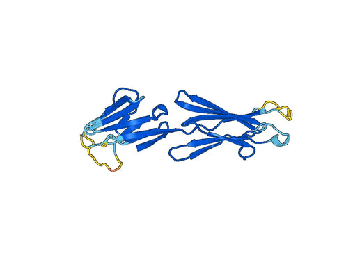 Recombinant Mouse CD146/MCAM Protein, N-His