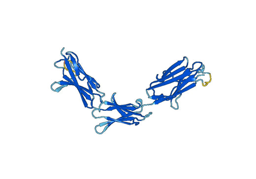 Recombinant Mouse CD147/BSG Protein, N-His