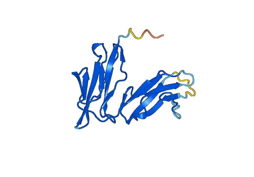 Recombinant Mouse CD16/FcRIII Protein, N-His