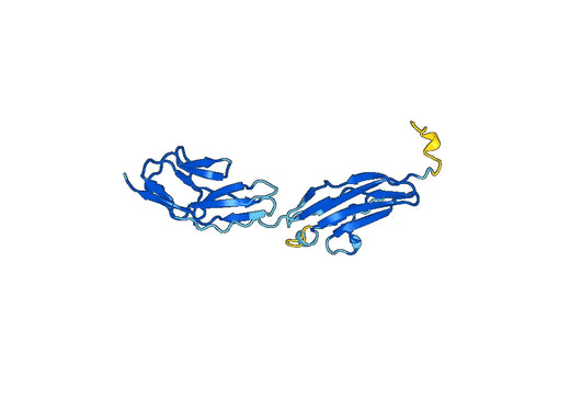 Recombinant Mouse CD171/L1CAM Protein, N-His