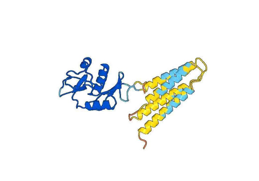 Recombinant Mouse Cd209b Protein, N-His