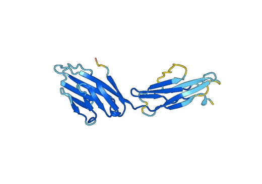 Recombinant Mouse CD229/LY9 Protein, N-His
