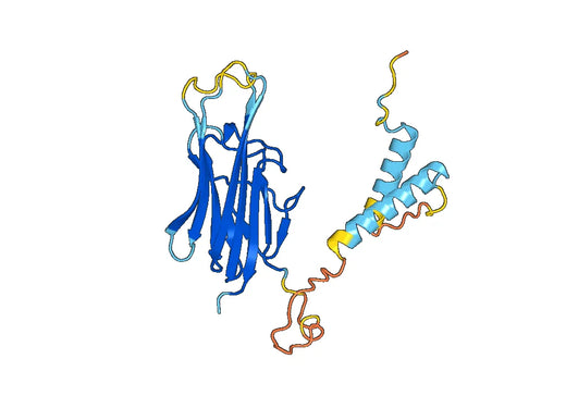 Recombinant Mouse CD254/RANKL/TNFSF11 Protein, N-His-SUMO