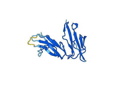 Recombinant Mouse CD32/FcRII/Ly-17 Protein, N-His