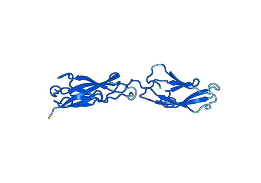 Recombinant Mouse CD324/CDH1 Protein, N-His