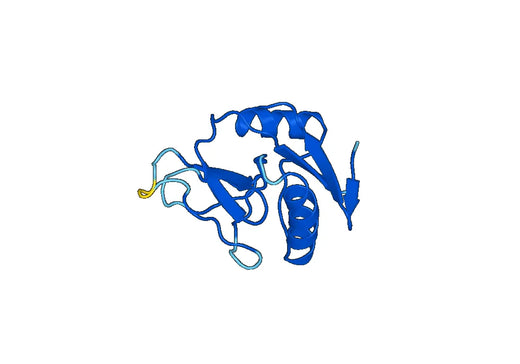 Recombinant Mouse CD369/CLEC7A Protein, N-His-SUMO