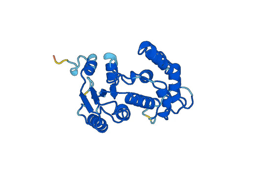 Recombinant Mouse CD38/ADPRC 1 Protein, N-His