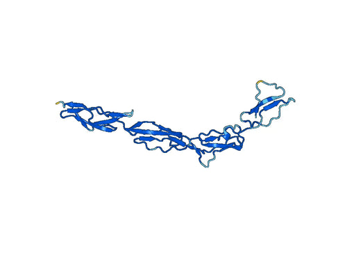 Recombinant Mouse CD55 Protein, N-His
