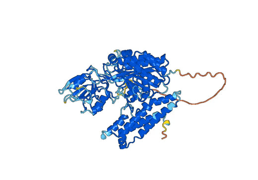 Recombinant Mouse CD71/TFRC Protein, N-His