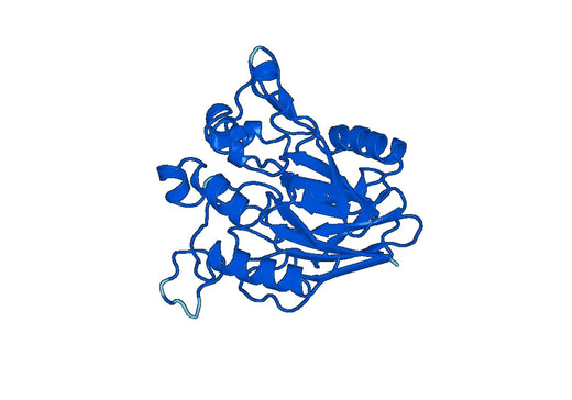 Recombinant Mouse CD73/NT5E Protein, N-His