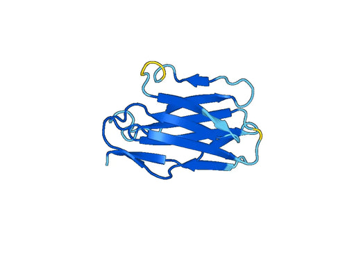 Recombinant Mouse CD8A Protein, N-GST & C-His