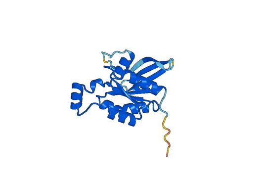 Recombinant Mouse CDC42 Protein, N-His