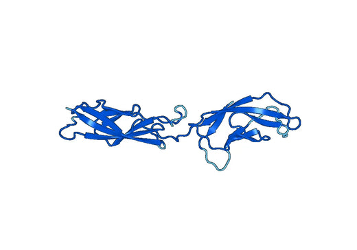 Recombinant Mouse CDH11 Protein, N-His