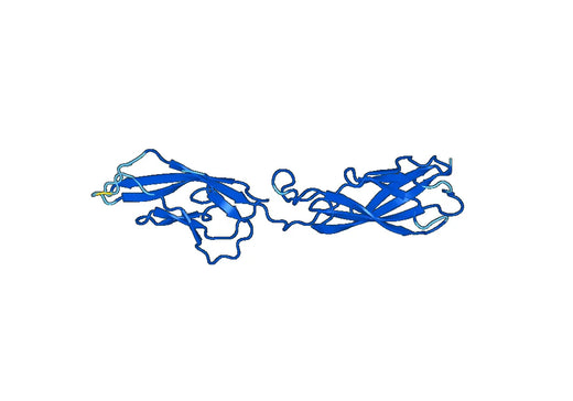Recombinant Mouse CDH3/P-cadherin Protein, N-His