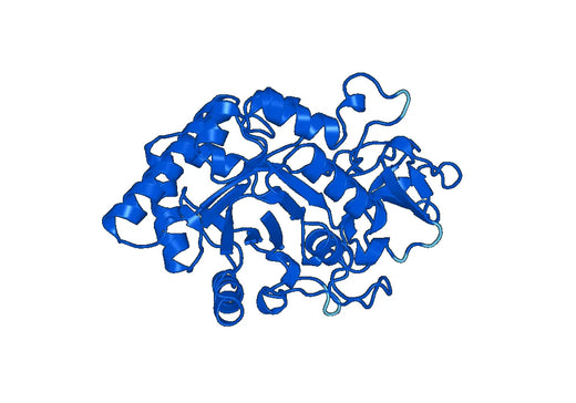 Recombinant Mouse CHIT1 Protein, N-His