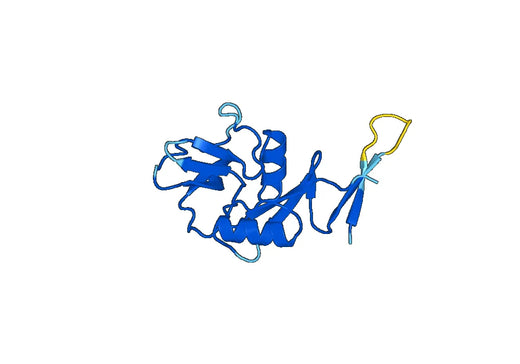Recombinant Mouse Clec4b2 Protein, N-His