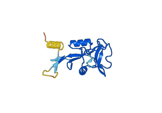 Recombinant Mouse CLEC6A Protein, N-His