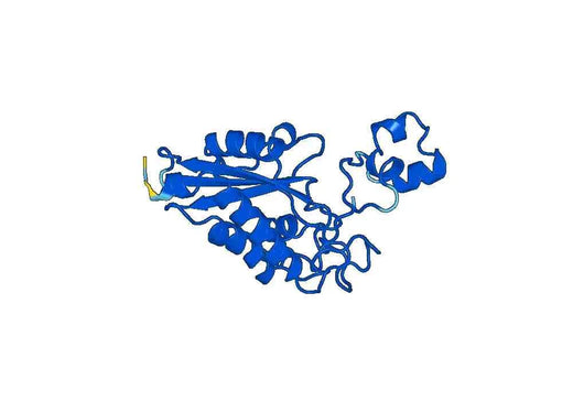 Recombinant Mouse CRISP2 Protein, N-His