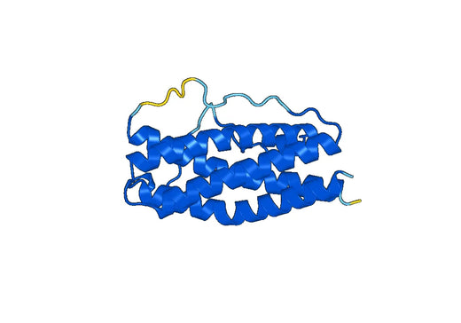 Recombinant Mouse Ctf2 Protein, N-His