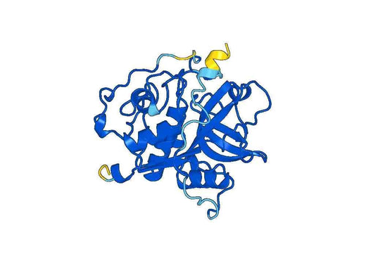 Recombinant Mouse CTSB Protein, N-His