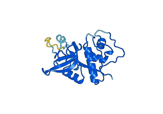 Recombinant Mouse CTSC Protein, N-His