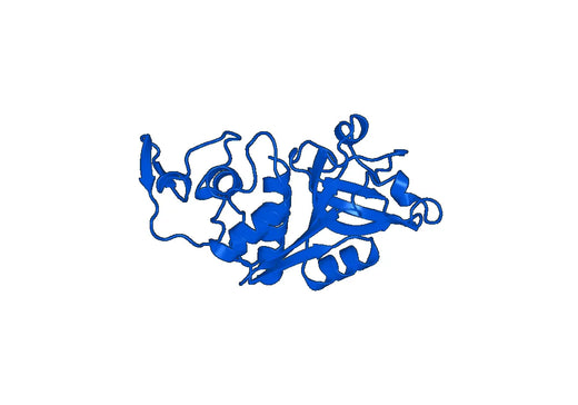 Recombinant Mouse CTSZ Protein, N-His