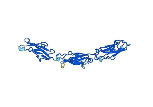 Recombinant Mouse DSG2 Protein, N-His