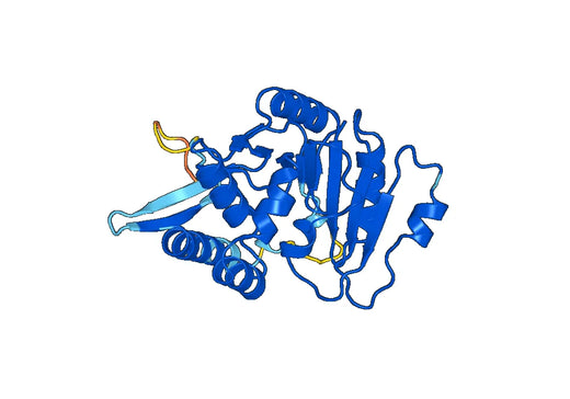 Recombinant Mouse EXTL2 Protein, N-His