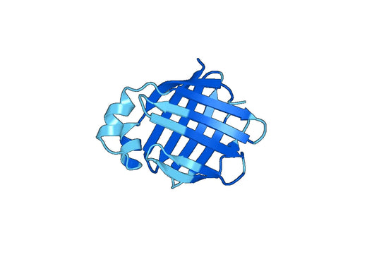 Recombinant Mouse FABP1 Protein, N-GST & C-His