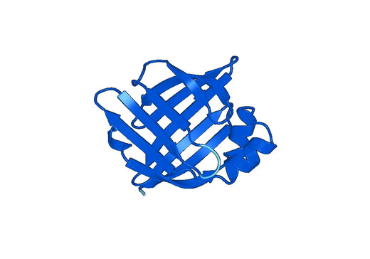 Recombinant Mouse FABP4 Protein, N-His