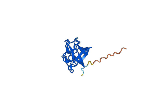 Recombinant Mouse FGF2/bFGF Protein, N-His