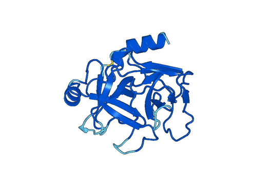 Recombinant Mouse GZMB Protein, N-His