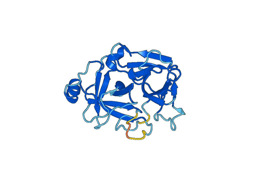 Recombinant Mouse HGF Protein, N-His