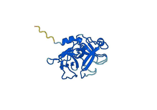 Recombinant Mouse HGFAC Protein, N-His