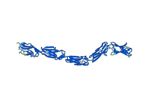 Recombinant Mouse KIRREL1 Protein, N-His