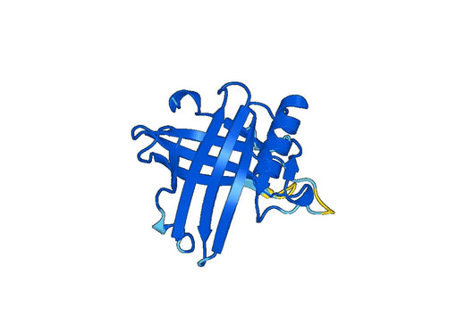 Recombinant Mouse LCN2 Protein, N-His