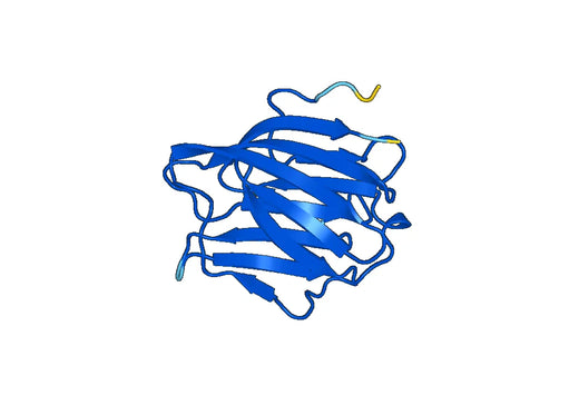 Recombinant Mouse LGALS4 Protein, N-His