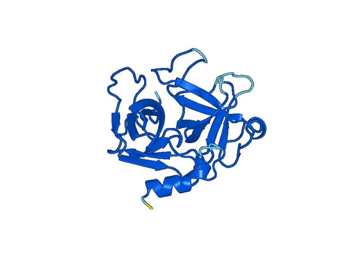 Recombinant Mouse Mcpt1 Protein, N-His