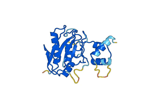 Recombinant Mouse MMP7 Protein, N-His