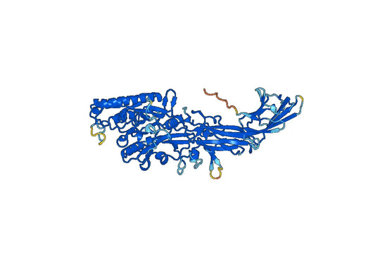 Recombinant Mouse PADI2 Protein, N-Strep