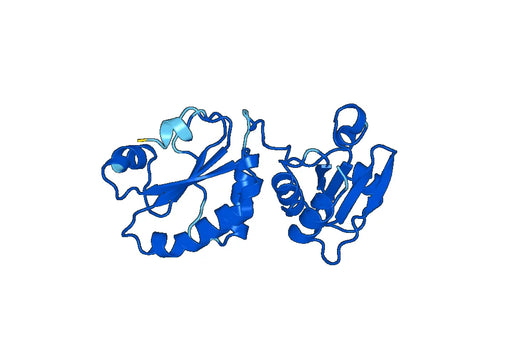Recombinant Mouse QSOX1 Protein, N-His