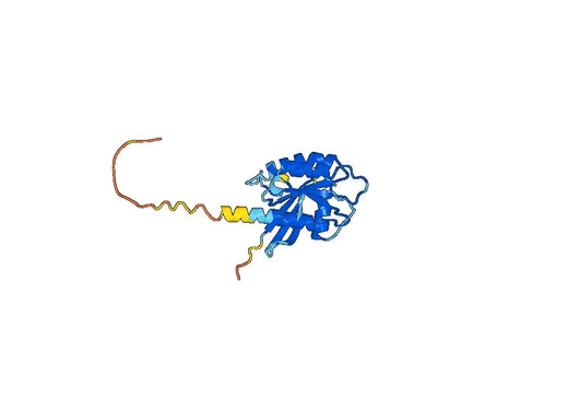 Recombinant Mouse RAB7A Protein, N-His