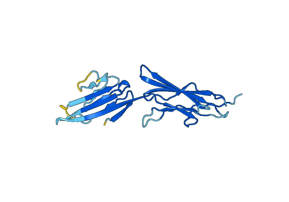 Recombinant Mouse RAGE/AGER Protein, N-His