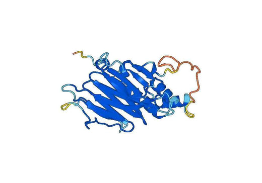 Recombinant Mouse RGMB Protein, N-His